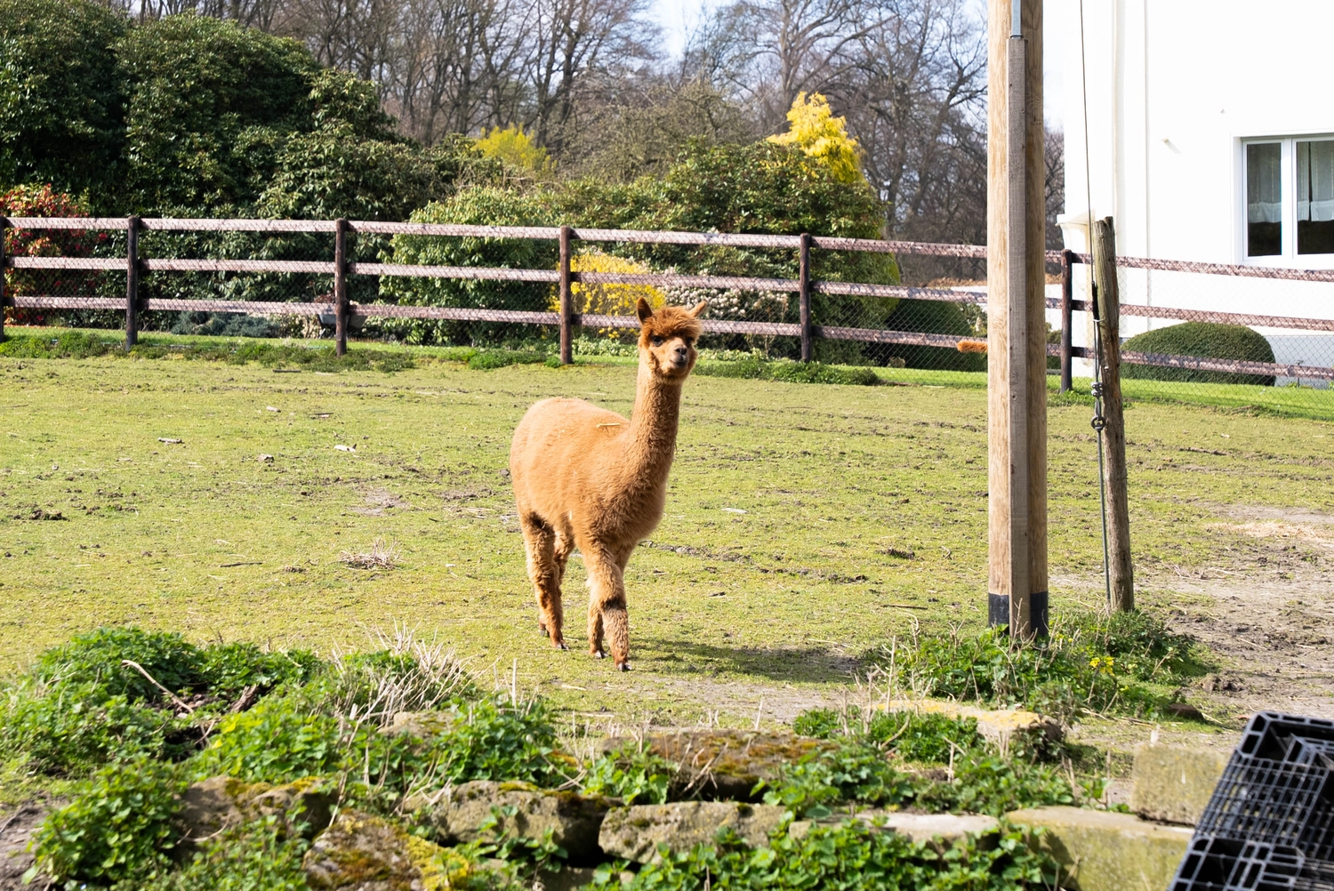 Alpakahof Dingen - Alpaka-Trekking - Alpakapicknick