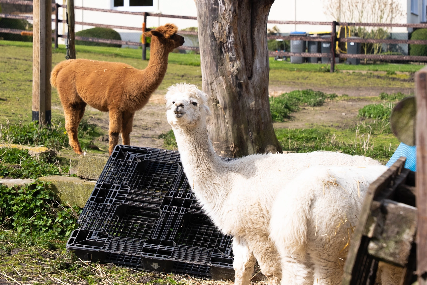 Alpakahof Dingen - Alpaka-Trekking - Tierpatenschaften