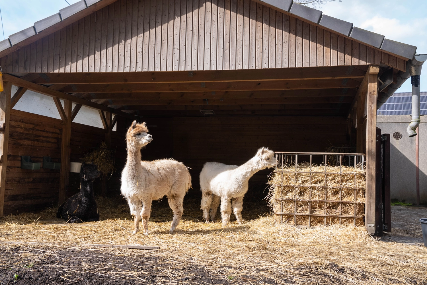 Alpakahof Dingen - Alpaka-Trekking - Alpakawanderung