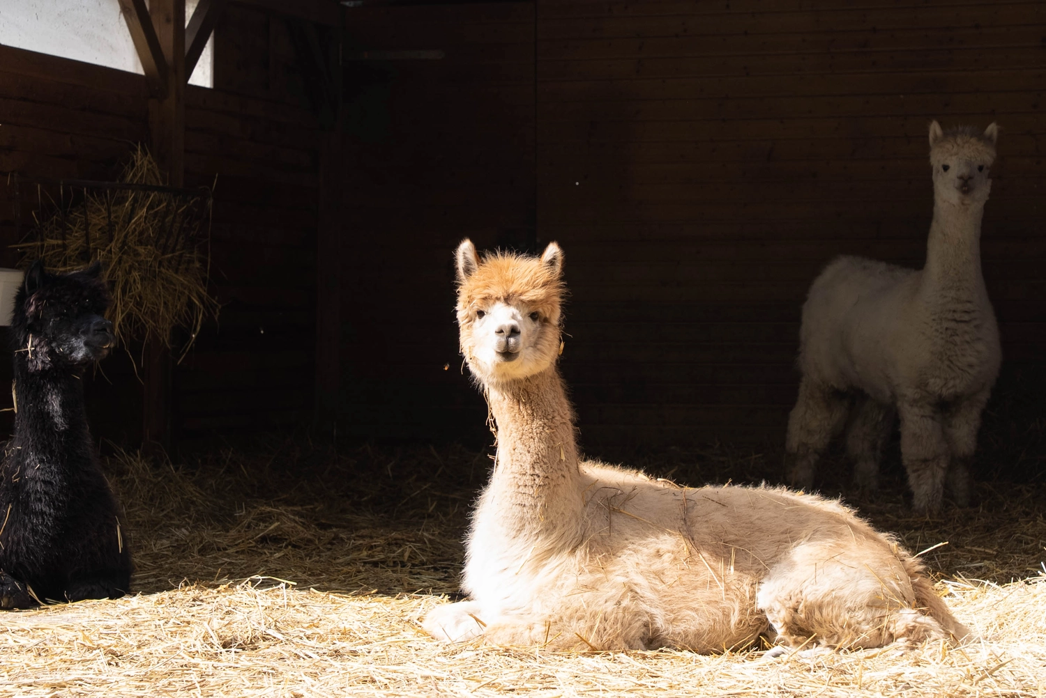 Alpakahof Dingen – Alpaka-Trekking – Dieses Bild zeigt eine Gruppe Alpakas in einem hölzernen Scheunenunterstand.
