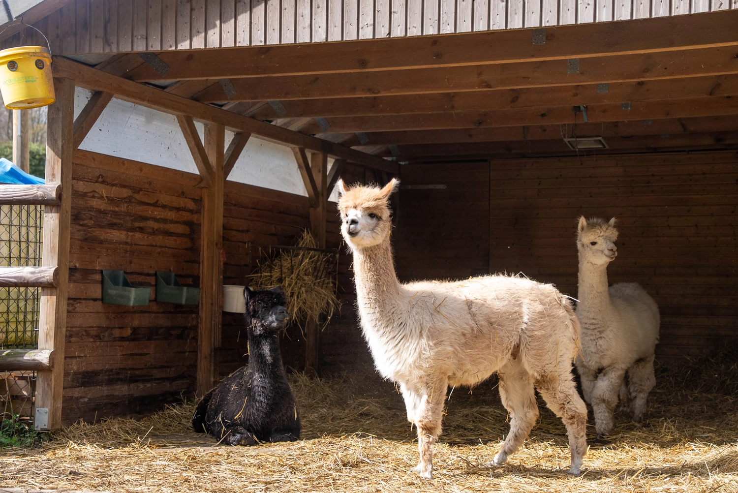 Alpakahof Dingen – Alpaka-Trekking – Dieses Bild zeigt eine Gruppe Alpakas in einem hölzernen Scheunenunterstand.