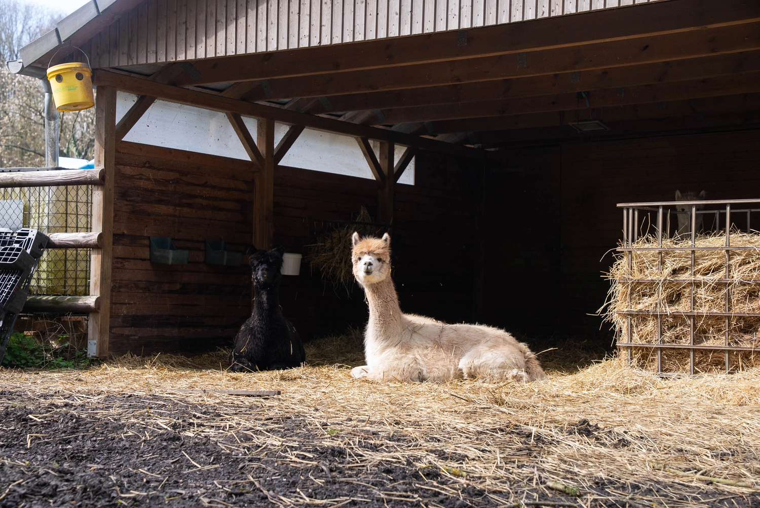Alpakahof Dingen – Alpaka-Trekking – Dieses Bild zeigt eine Gruppe Alpakas in einem hölzernen Scheunenunterstand.