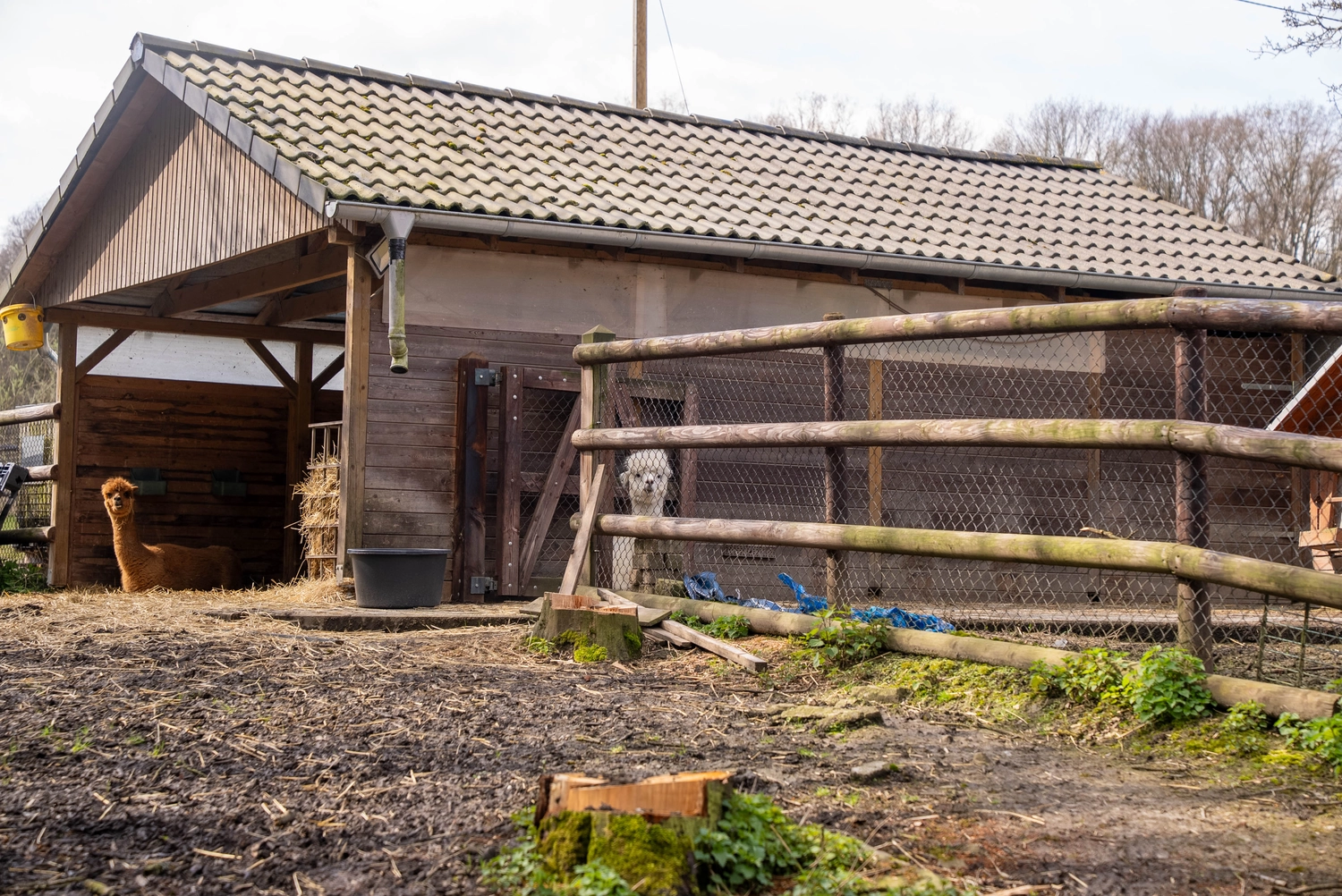 Alpakahof Dingen – Alpaka-Trekking – Das Bild zeigt eine ländliche Bauernhofszene mit Alpakas in einem hölzernen Unterstand und Gehege.