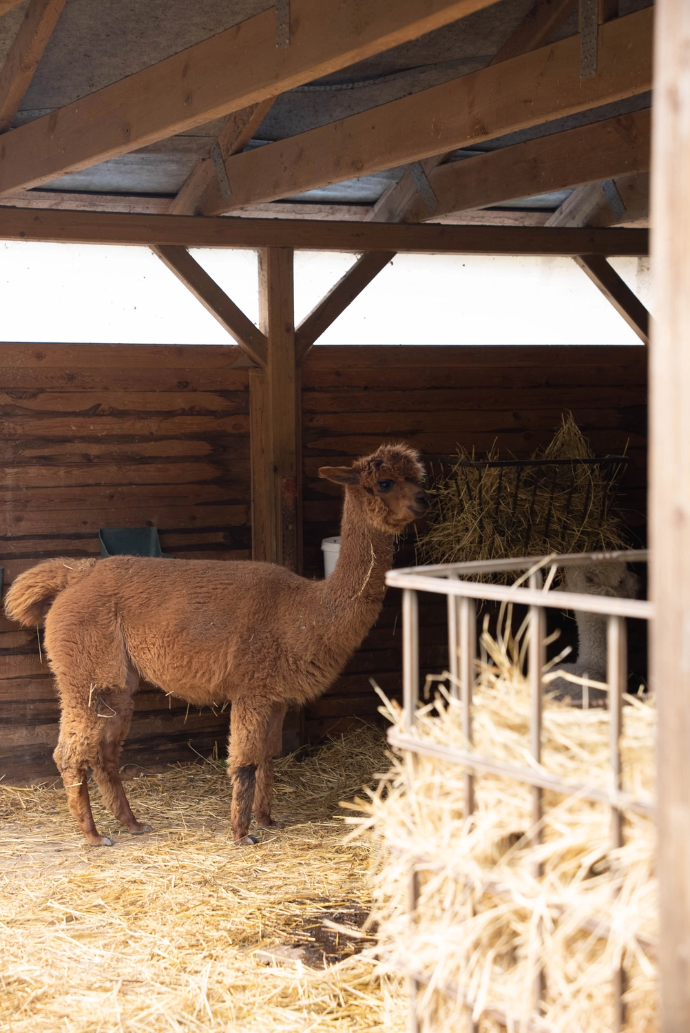 Alpakahof Dingen – Alpaka-Trekking – Dieses Bild zeigt eine Gruppe Alpakas in einem hölzernen Scheunenunterstand.