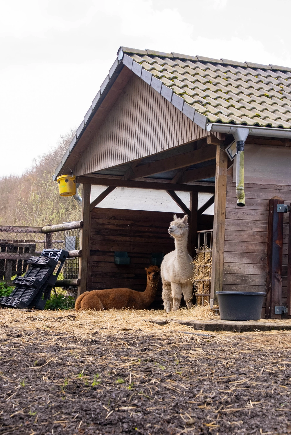 Alpakahof Dingen – Alpaka-Trekking – Dieses Bild zeigt eine Gruppe Alpakas in einem hölzernen Scheunenunterstand.