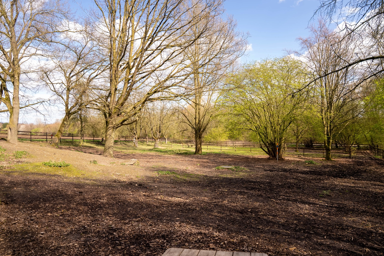 Alpakahof Dingen – Alpaka-Trekking – Das Bild zeigt eine Gruppe Alpakas in einem hölzernen Unterstand. Alpakas sind domestizierte südamerikanische Kameliden und mit Lamas verwandt.