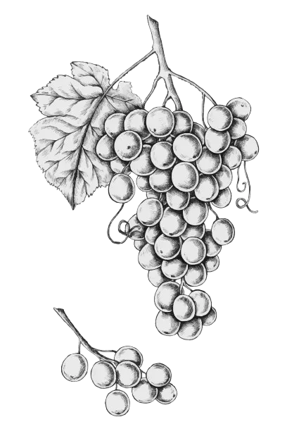 Alpakahof Dingen - Alpaka-Trekking - Weinzweig mit Blatthandzeichnung, Gravur im Vintage-Stil, Vektorillustration isoliert auf weißem Hintergrund, Website-Seite und mobiles App-Design